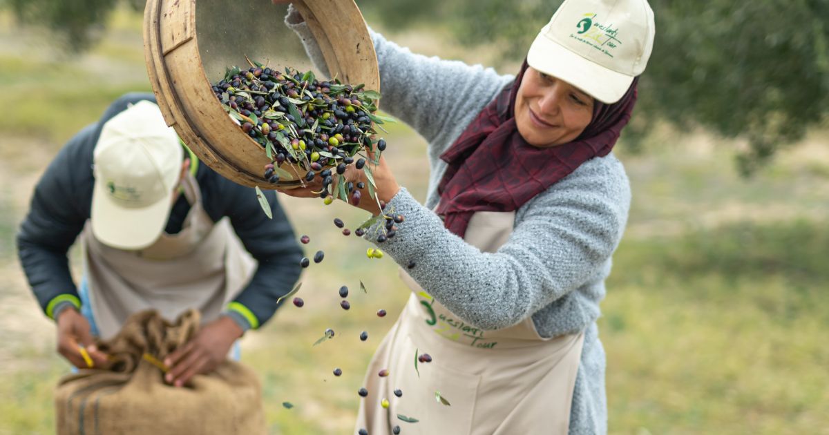 olive oil oueslati 4